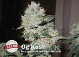 Pictures of Kush Marijuana Seeds