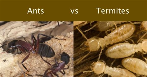 How Can You Tell If Have Carpenter Ants Or Termites Picture Of Carpenter