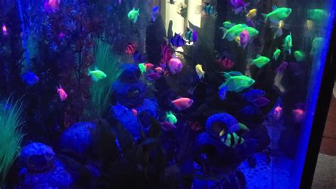 150 Gallon Glow Fish Tank Youtube