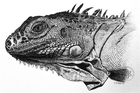 By drawing on the forms and features of more pedestrian animals, you'll learn how to give shape to the bizarre creatures that roam the depths of your imagination, adding to the bestiary of the ages. Iguana in 2020 | Stippling art, Ink pen drawings ...