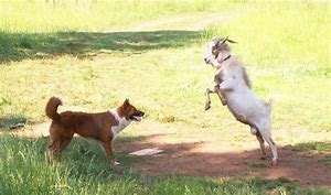 Image result for dog and goat