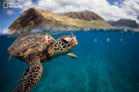 2016 National Geographic Nature Photographer Of The Year Mirror Online