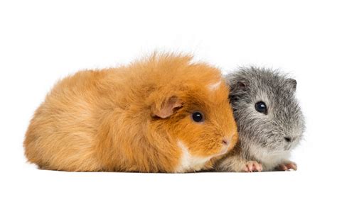 Teddy Guinea Pigs Facts And Care Pet Comments