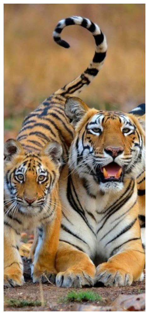 What makes this animal scary? Tigers | Scary animals, Tiger, Animal pictures