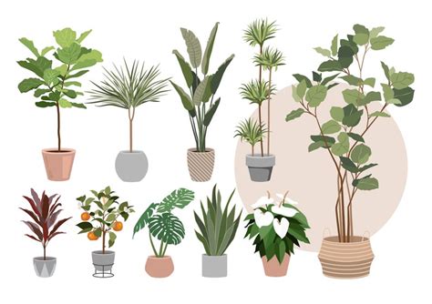 25 Big Set Of Indoor And Outdoor Plants Clipart Flat Vector Etsy