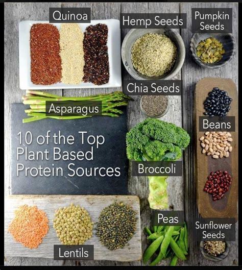 10 Best Sources Of Plant Based Protein Nourished By Nutrition Aria Art