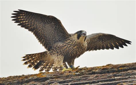 Wallpaper Peregrine Falcon Bird Predator Falco Peregrinus Hd