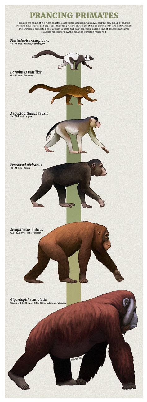Extinctanimais· Some Extinct Primatescredit Julio Lacerda