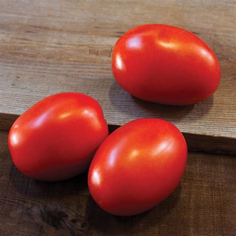 Daytona Hybrid Tomato Medium Small Tomato Seeds Totally