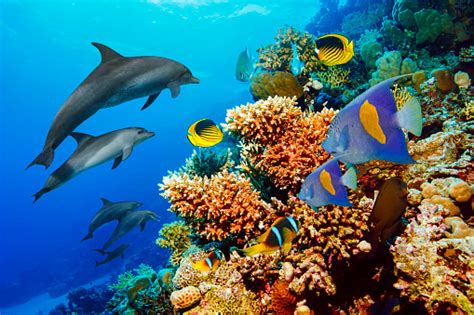Dolphin Sea Life School Of Dolphines Coral Reef Underwater Scuba Diver