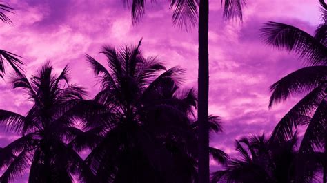 Wallpaper Palm Trees Sunset Tropics Purple Sky Hd