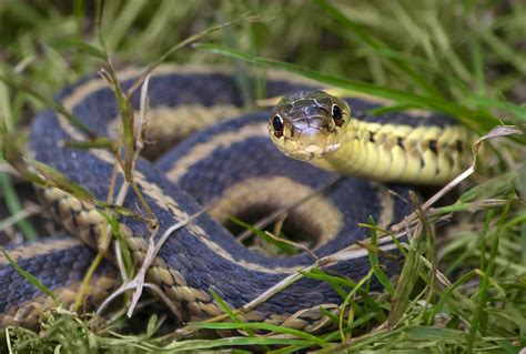 Five Wild Facts About Oh So Common Garter Snakes