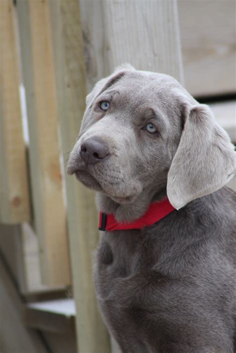 Lancaster puppies offers many black lab puppies, silver lab puppies and more. Silver Lab Puppies