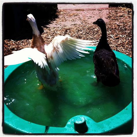 Post your Metzer Farms duck pictures! | BackYard Chickens - Learn How