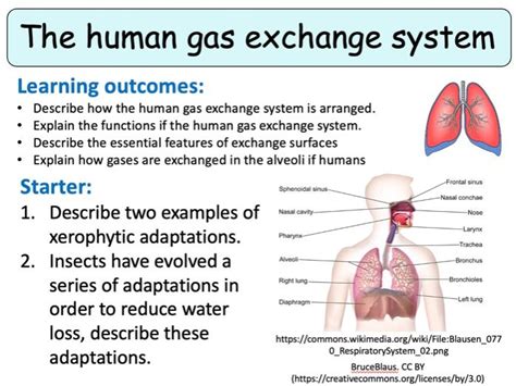 New Aqa As Biology The Human Gas Exchange System Teaching