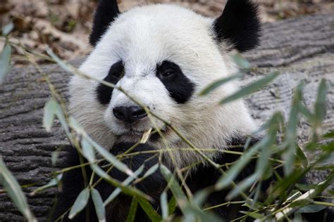 Panda Updates Wednesday April 29 Zoo Atlanta