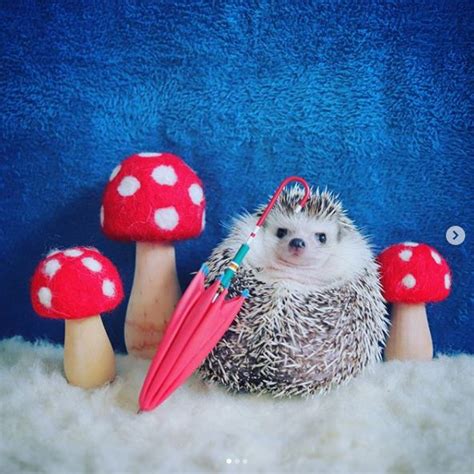 azuki the hedgehog has more instagram followers than you