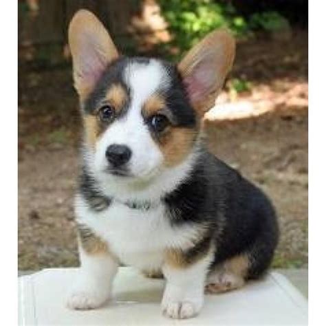 Our puppies are akc registered. Pembroke Welsh Corgi Puppies For Sale | San Antonio, TX ...