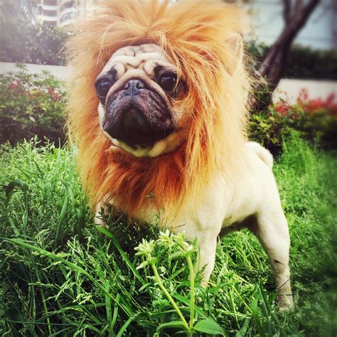 Attention African Mini Lion Is Around Pugs Animals Dogs