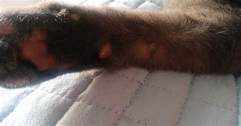 Lump On Cat S Front Leg Imgur