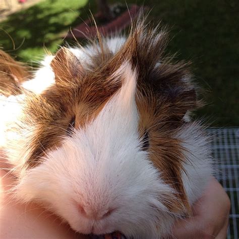 Smores The Guineapig Mohawk Pets Jessica Lavoie Flickr
