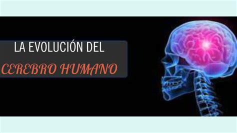 La Evoluci N Del Cerebro Humano By Laura Castillo On Prezi