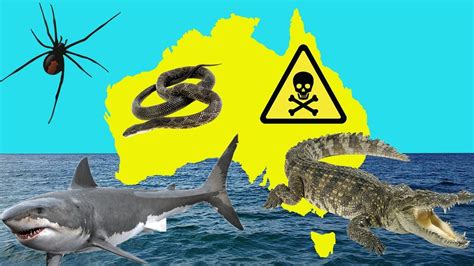 Australias Top 5 Deadliest Animals Youtube