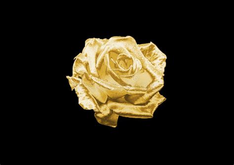 Gold Rose Stock Image Image Of Abstraction Flora Golden 96026409