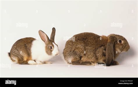 Two Domestic Rabbits Oryctolagus Cuniculus Side View Stock Photo Alamy