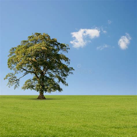 Lone Tree Stock Photo Image Of Meadow Clouds Lone 16222188