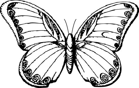 Butterfly 25 Black White Line Art Svg Clipart Best Clipart Best