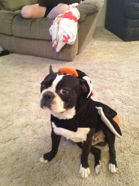 Halloween Costume Ideas For Boston Terrier Dogs Boston Terrier