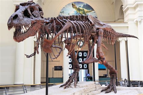 The Best Dinosaur Museums In The World Readers Digest
