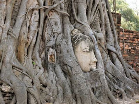 Why Is A Buddha Head In Tree Roots Ayutthaya Thailand Travel Tales
