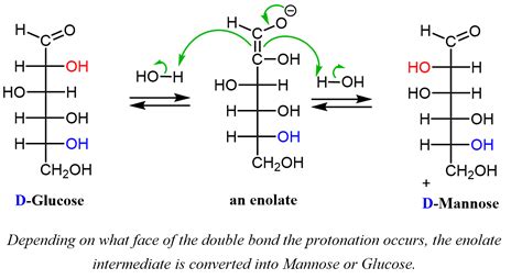 Reiben Unternehmer Ecke D Glucose To D Mannose Mechanism Hostess Chef Hoch