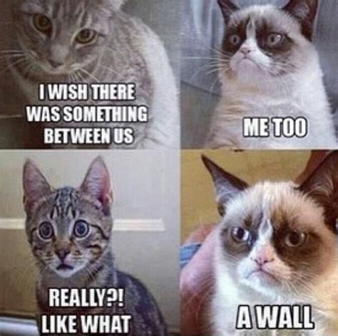 A Wall Grumpy Cat Meme Funny Cat Memes Dankest Memes Funny Cats