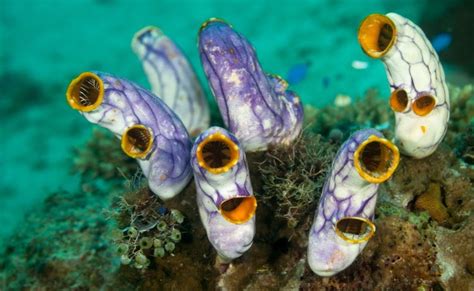 Tunicates Characteristics Species Class And Anotomy Information