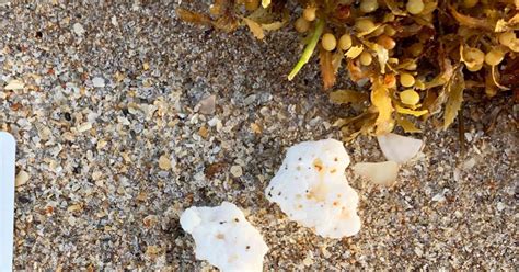 Mysterious White Substance Washes Ashore In Fort Lauderdale Beach