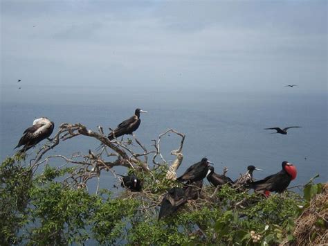 Her exhibitionist tendencies draw the interest of his musical clients and leads to visual fireworks. Parque Machalilla | Photo, Animals, Bird