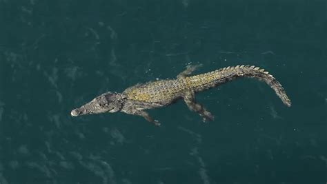Saltwater Crocodile Swimming In The Ocean Kimberley Coast Australia