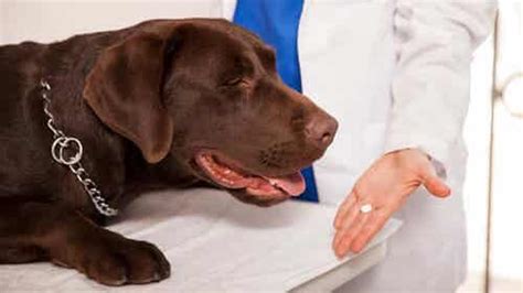 Important Information Regarding Hemophilia In Dogs My Animals