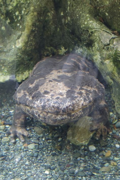 Check spelling or type a new query. 東京旅行：上野動物園 オオサンショウウオ他 両生爬虫類館 ...