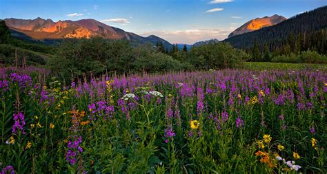 Wilflowers Of Crested Butte And The San Juan Mountains Of Colorado