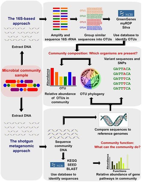 Difference Between Metagenomics And Metatranscriptomics Compare The