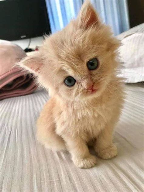 Gatti 💗 Cuccioli And Kittens 💗 Cute Baby Cats Cute Baby Animals