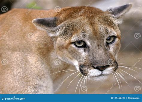 Cougar Eyes Portrait Of Mountain Lion Close Up Stock Image Image Of