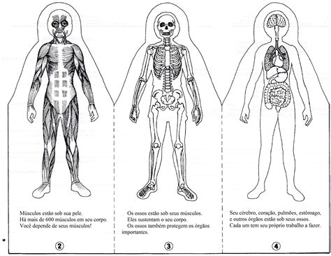 Livro Do Corpo Dobrável 1 Sistemas Do Corpo Humano Ciências Naturais