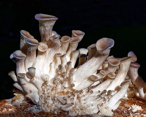 Blue Oyster Mushrooms Photograph By Kj Swan Pixels