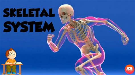 What Is Skeletal System Youtube