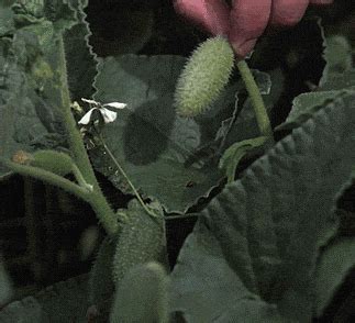 Squirting Cucumber Gif Find Share On Giphy